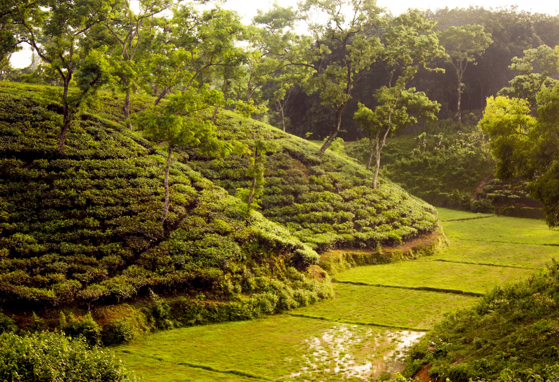 Sylhet & the Tea Gardens cultural experience